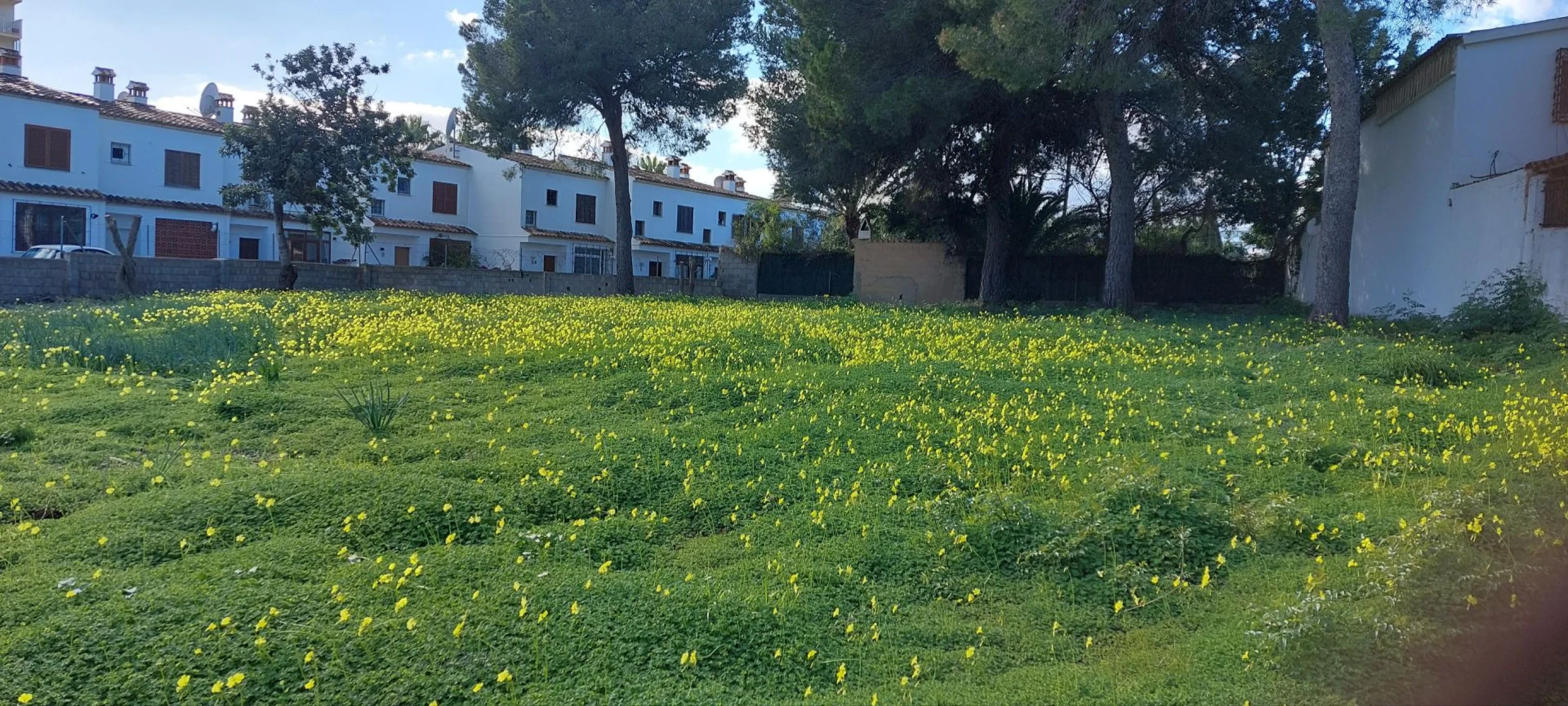 Maa / krunt · Palmanova